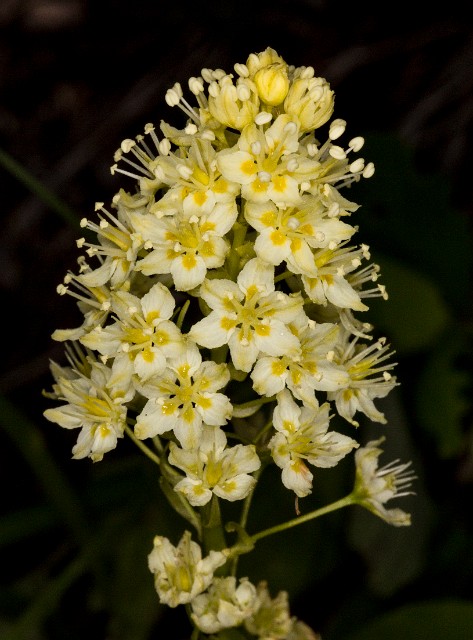 Zigadenus venenosus 16-0969.jpg